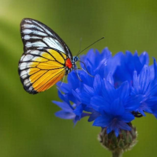 捕蝇草和含羞草的运动机制是什么，其他植物有这些机制吗，为什么其他植物受伤或触碰不会运动？