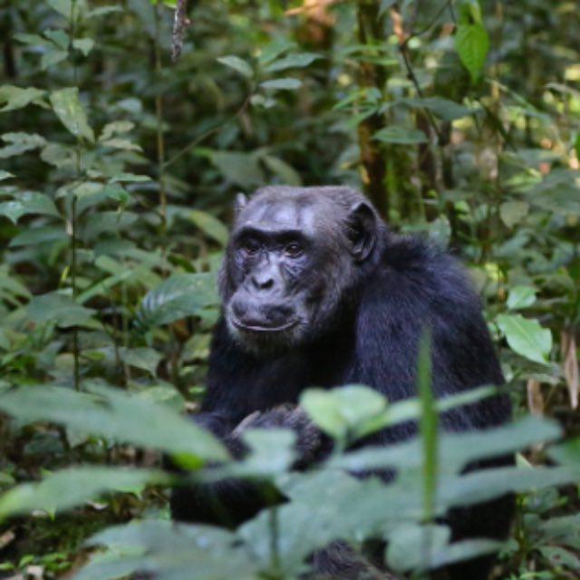 为什么黑猩猩的力量比人类大那么多？
