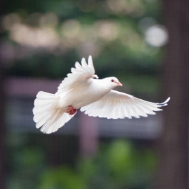 上古动物的肉是什么味道呢？