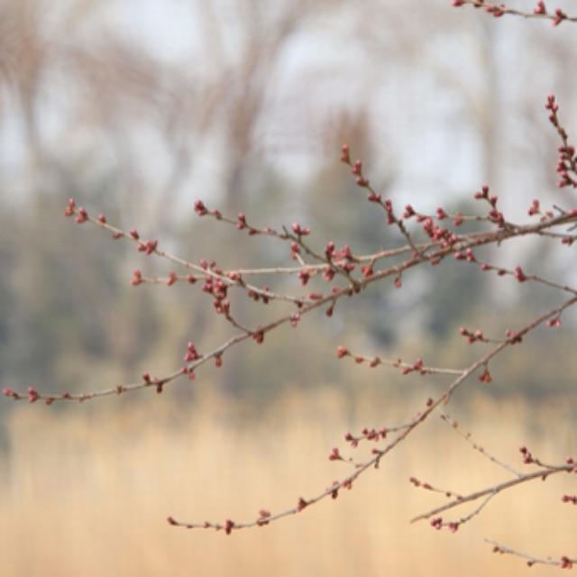 李白的《赠汪伦》是打油诗吗？