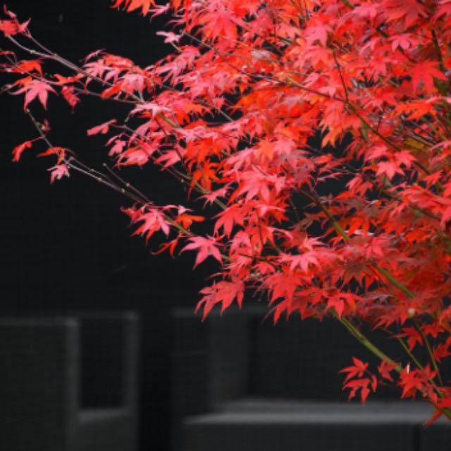 我作的这首诗是否超越了李白？