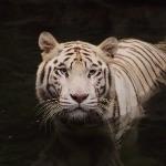 《黑神话：悟空》「虎先锋」动捕原型是猫咪，从生物学角度讲，猫和老虎动作行为真的很接近吗？