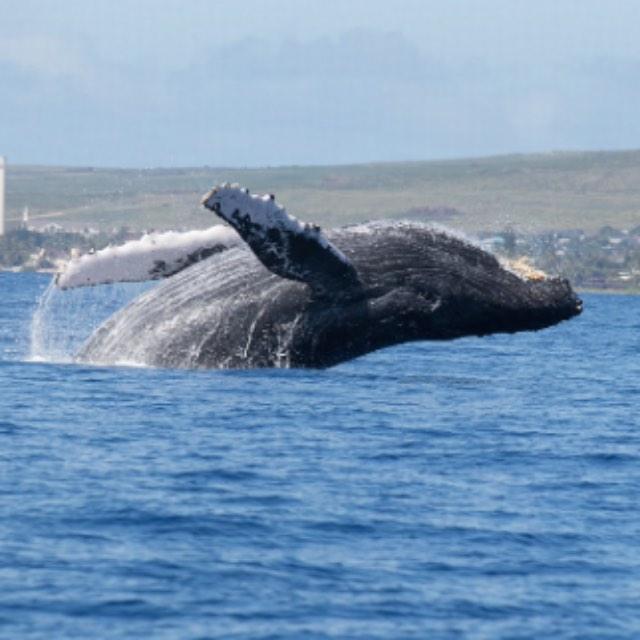 海洋哺乳动物是怎么在水里喝奶的？
