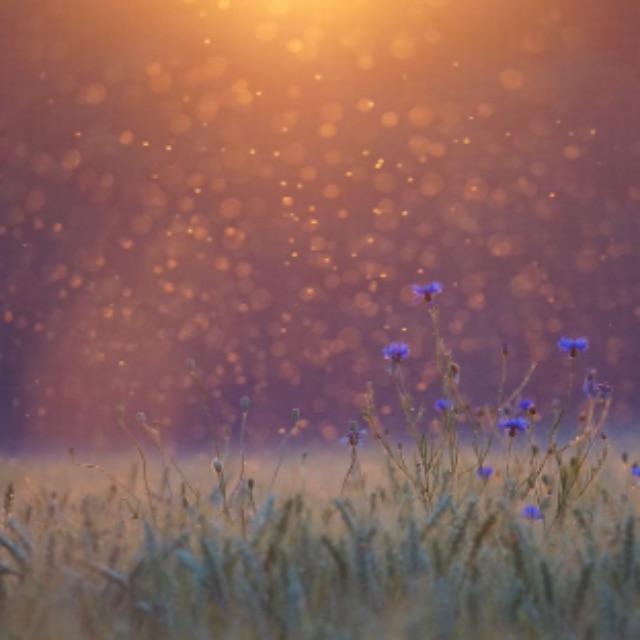 蚊子的天敌是什么？