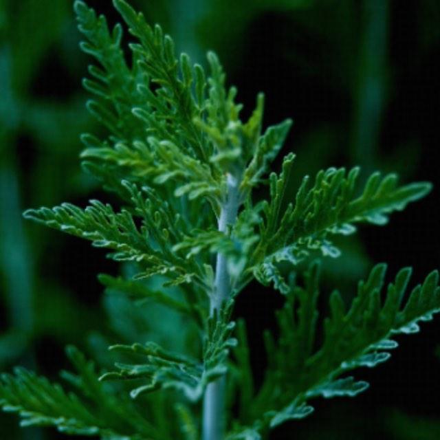 如何评价《红楼梦》中柳嫂子的烹饪水平?