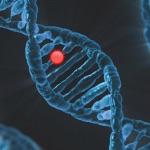 为什么人类是 46 条染色体，猩猩却有 48 条？