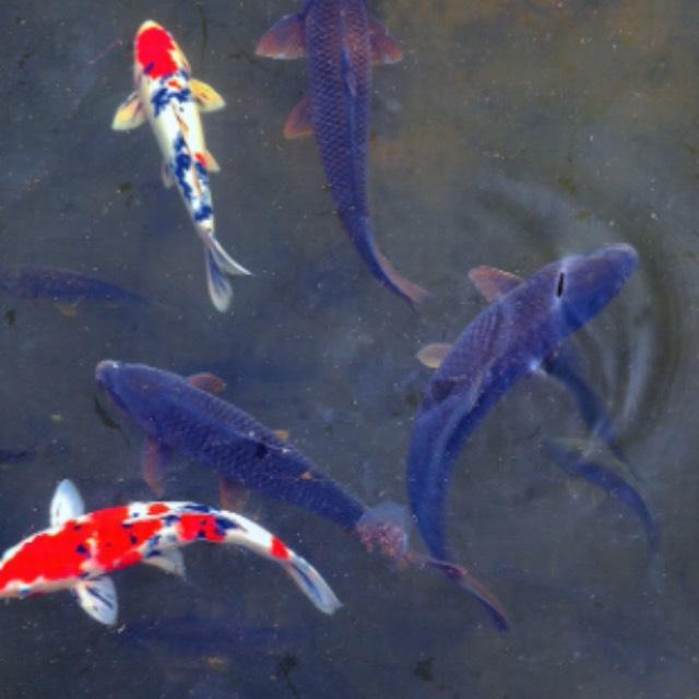 瞎扯 · 如何正确地吐槽