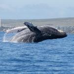 海洋哺乳动物是怎么在水里喝奶的？