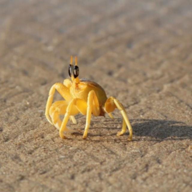 为什么虾皮里总能发现小螃蟹？