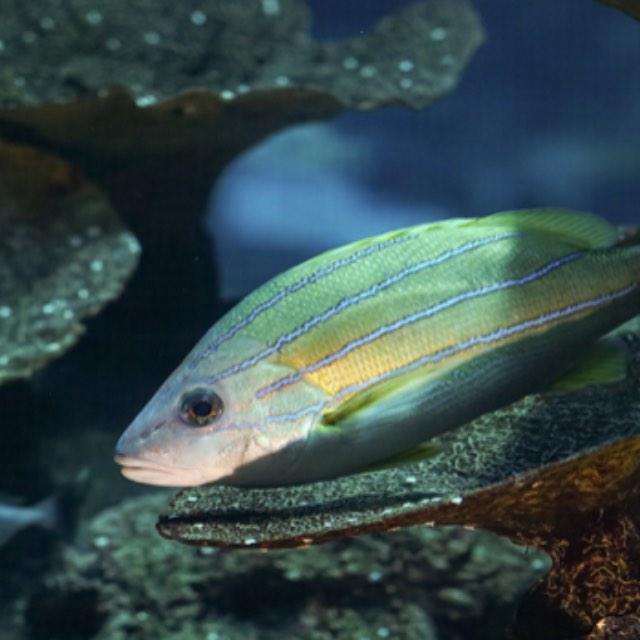 如果羊膜动物和两栖动物全部灭绝,鱼类还可能重新登陆吗?