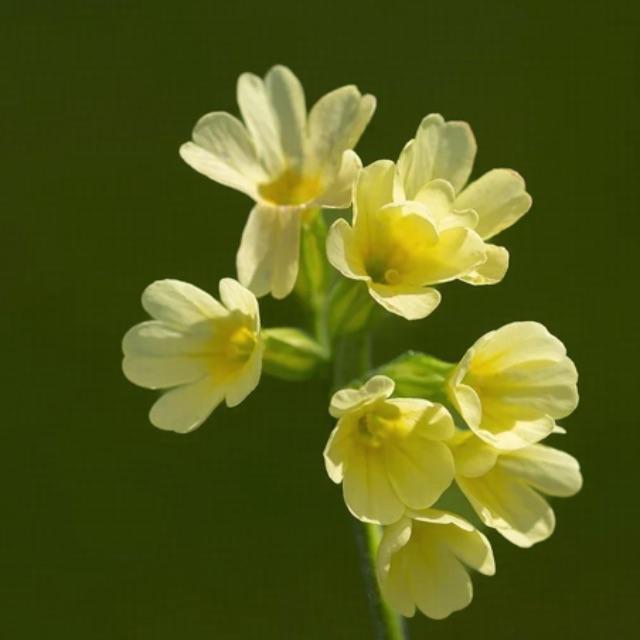 吡咯和吡啶，哪个芳香性强啊？