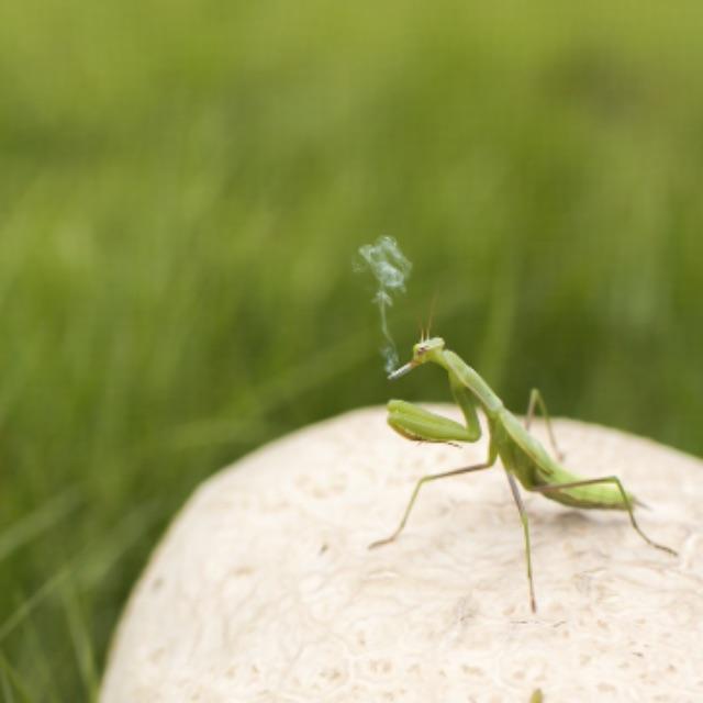 为什么世界上没有一只耳朵的动物？