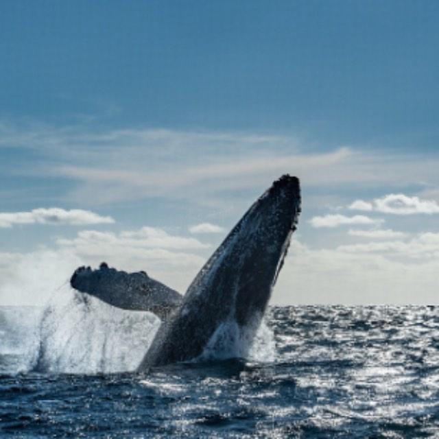 为什么鲸鱼身上多有藤壶寄生，而海豚虎鲸身上却没见到？