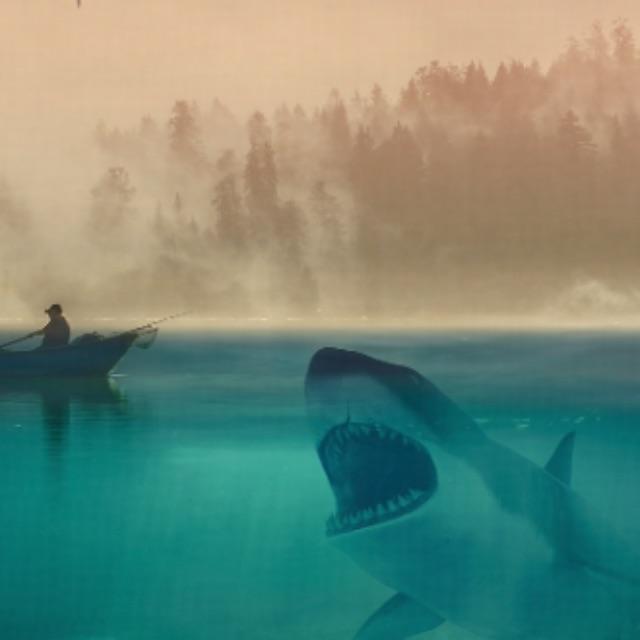 大白鲨身上干干净净，鲸鱼身上为何都是藤壶？