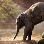 世界野生动植物日来了，过去一年动植物界发生哪些奇妙的事？又有哪些生物悄然灭绝了？