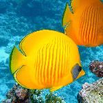 为什么放生鱼要给肚子上扎个洞?