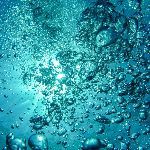 为什么海洋中动物的生物量大于植物？