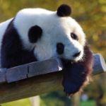 自然界中有哪些动物战斗力高于大熊猫？