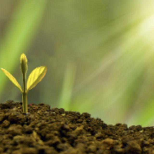 为什么光合作用的过程不能被机器模仿？