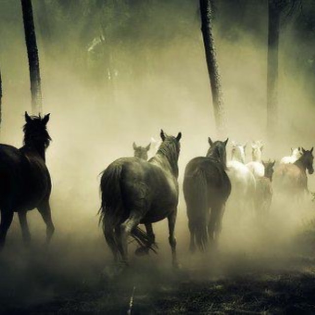 《逍遥游》中为什么用"野马"一词表示早晨的雾气？