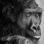 黑猩猩会需要像人类一样处理自己的指/趾甲越来越长的问题吗？