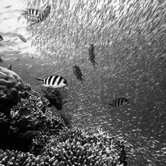 海鱼生活在海水里，海水是咸的，为什么海鱼不放盐还是没味道？