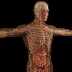 人体组织或器官可以完全再生，从而达到永生吗？