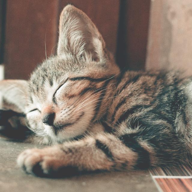 猫对主人真的有感情吗？