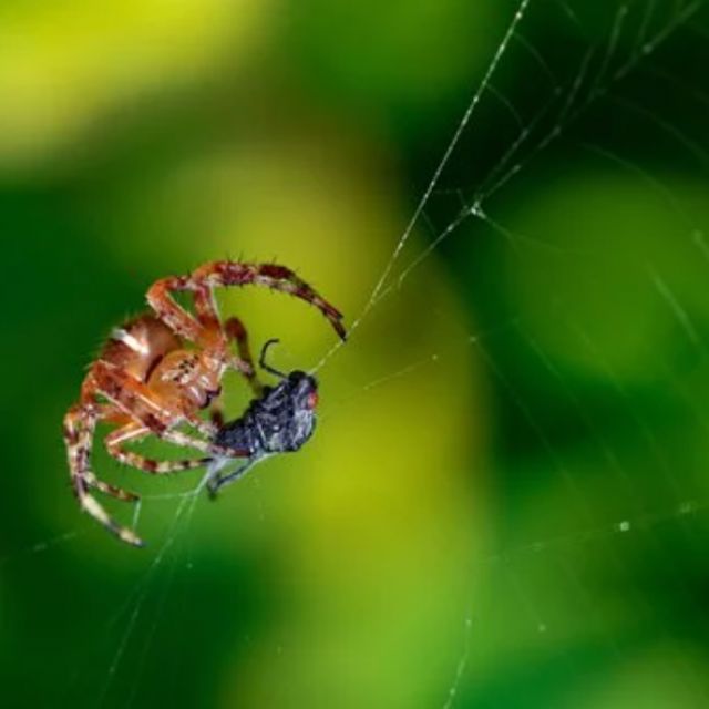 蚕丝可以做衣服，蜘蛛丝可以吗？