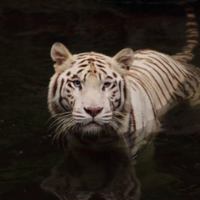 如果养一只小老虎，每天抱着他一百个深蹲，那么随着他长大是不是有一天我就力能缚虎了？