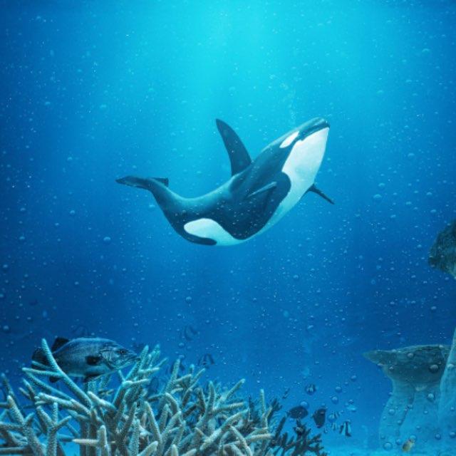 虎鲸的食物类型有哪些？