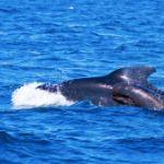 各个时代都有哪些占据绝对优势的「顶级掠食者」？