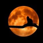 瞎扯 · 如何正确地吐槽