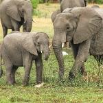 体型大小对动物的影响？