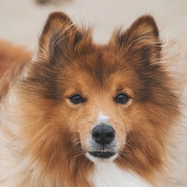 动物为什么可以不吃盐？