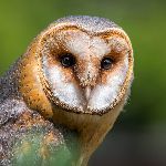 猫头鹰符合空气动力学吗? 