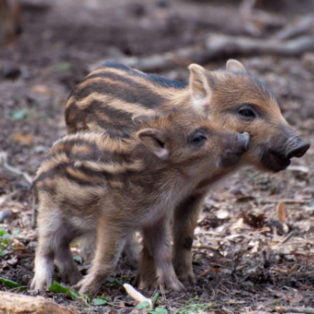 据说家猪放生会一年内野化成有獠牙的野猪，这是什么原理？