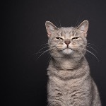 在人类历史上，猫是因为什么原因被驯化的呢？