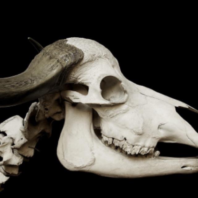 生物骨骼为什么不是铜铁这类金属？