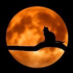 当我们对着猫学猫叫时，猫的内心世界是什么样的？