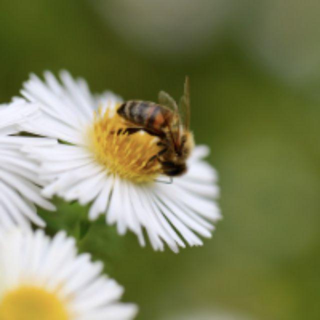 蜜蜂蜇人后死去是基于进化的最佳选择吗？