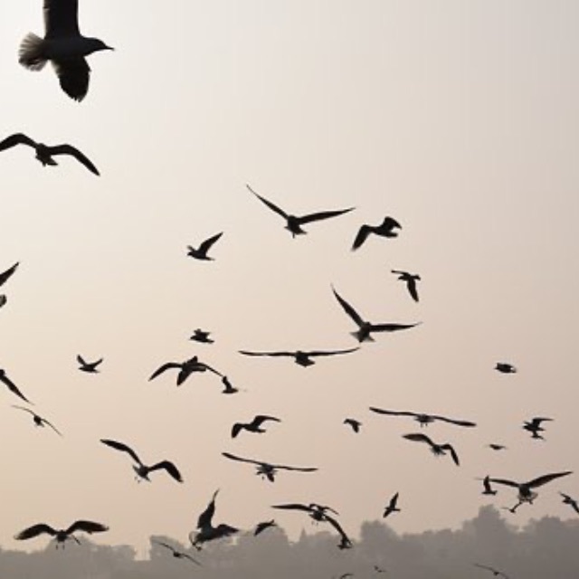 飞去南方过冬的鸟中途迷路了咋办？