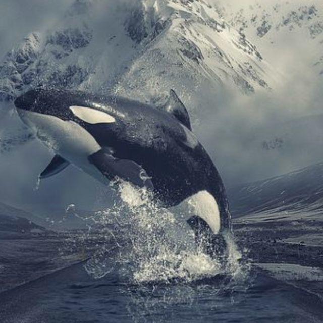 虎鲸为什么不吃人？