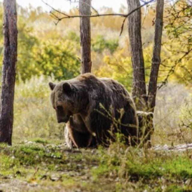需要怎样的条件才能自然进化出头部多于一个的脊椎动物？