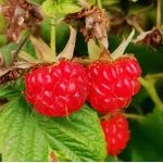 想给孩子自己小时候夏天的感觉，体验一下「很久以前」的童年，可以怎样做？