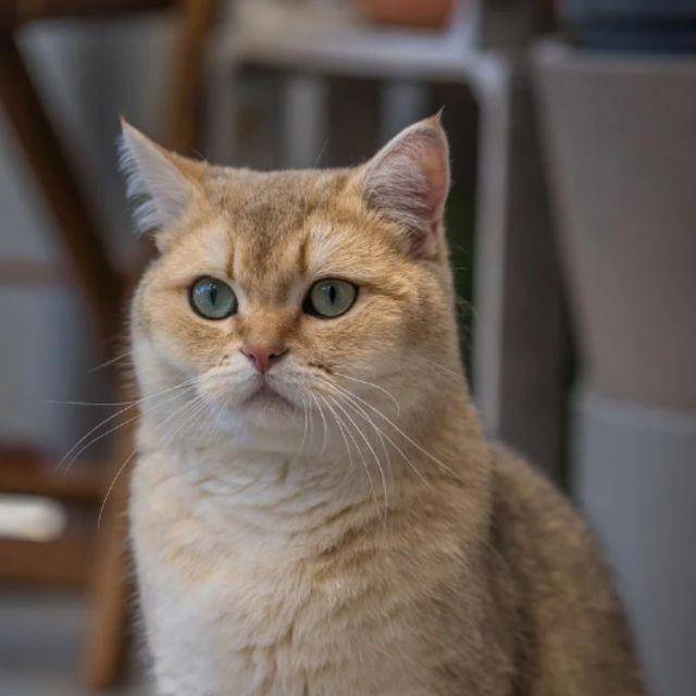 猫在我国是否属于入侵物种？有什么依据？