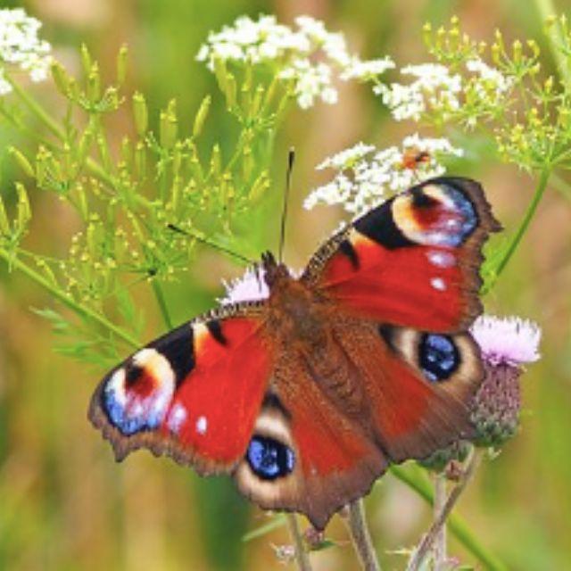 为什么雄性动物在颜色和羽毛方面比雌性动物更加鲜艳？