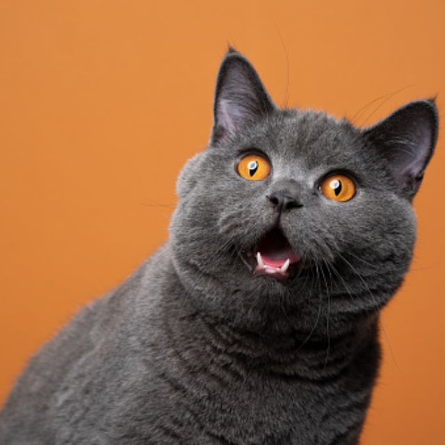 薛定谔的猫在没打开的时候又是生又是死，是否是一种叠加状态？