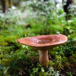 云南野生菌这么好吃吗？