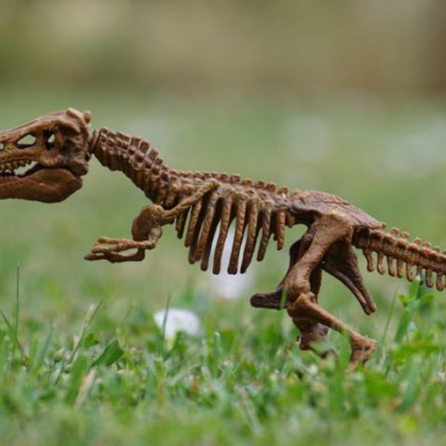 骨头是生的硬还是熟的硬？